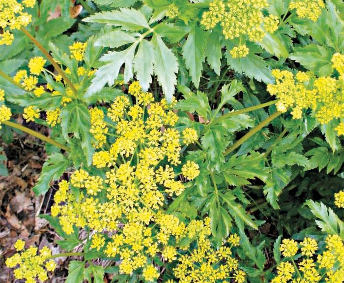 Salem acts to limit poison hemlock, wild parsnip